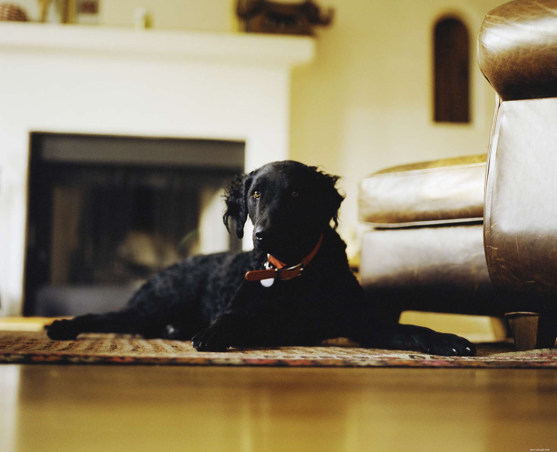 Top 6 Retriever Dog Breeds: From Labradors to Less Common Varieties