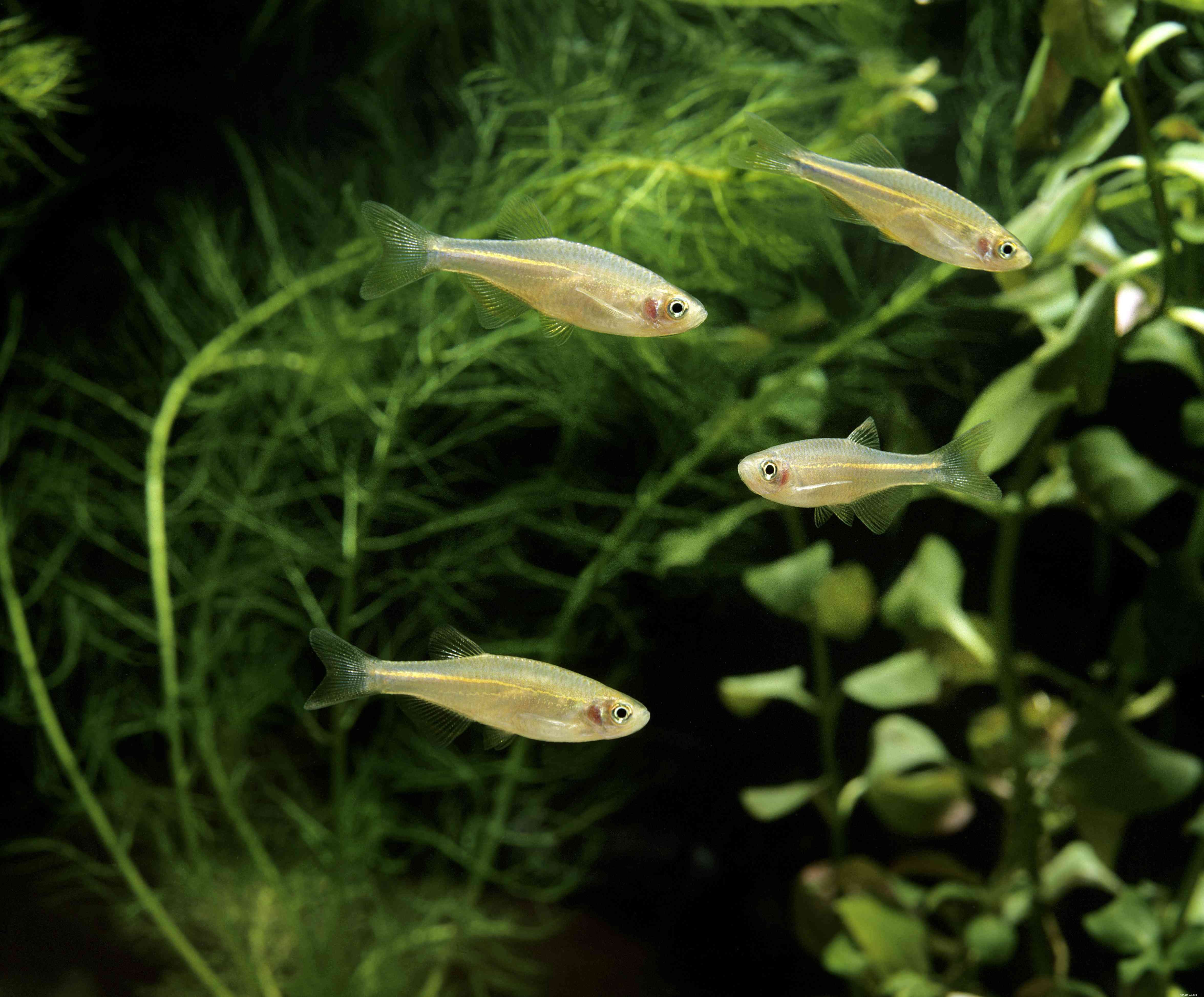 Pearl Danio: Comprehensive Guide to Care, Color, and Breeding
