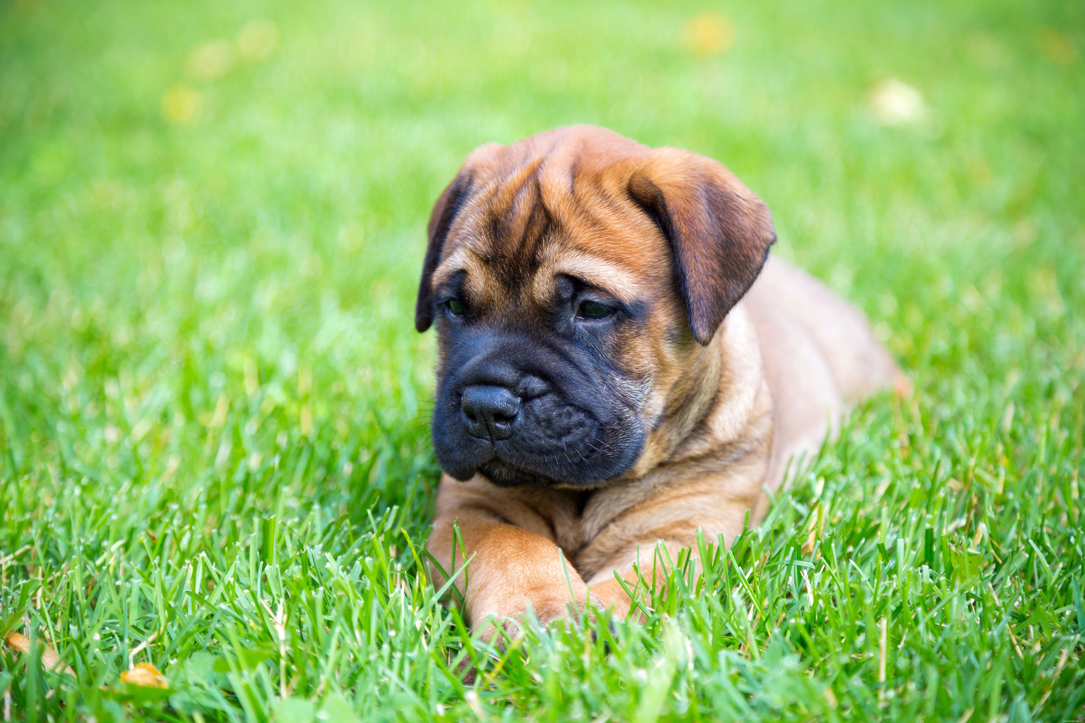 Bullmastiff Breed Profile: Characteristics, Care, and Training