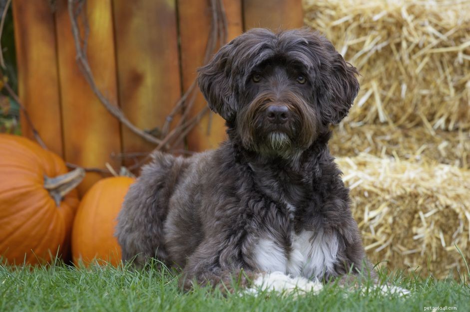 Portuguese Water Dog (Porties): Key Traits, Training & Care Guide