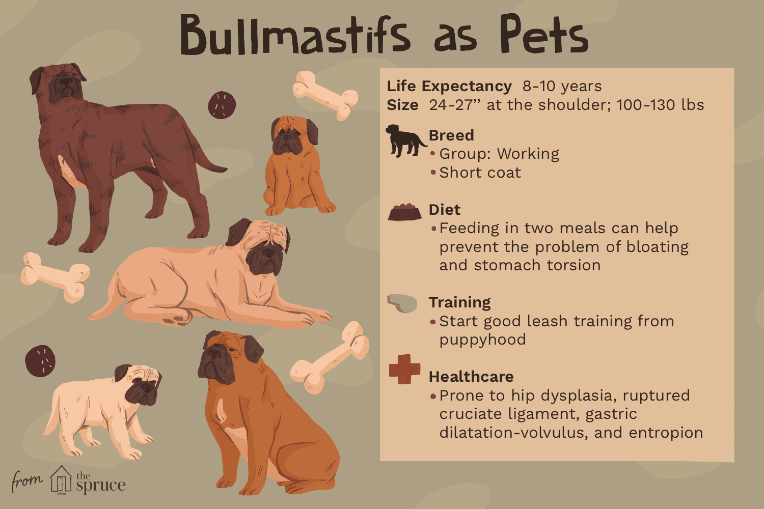 Bullmastiff Breed Profile: Characteristics, Care, and Training