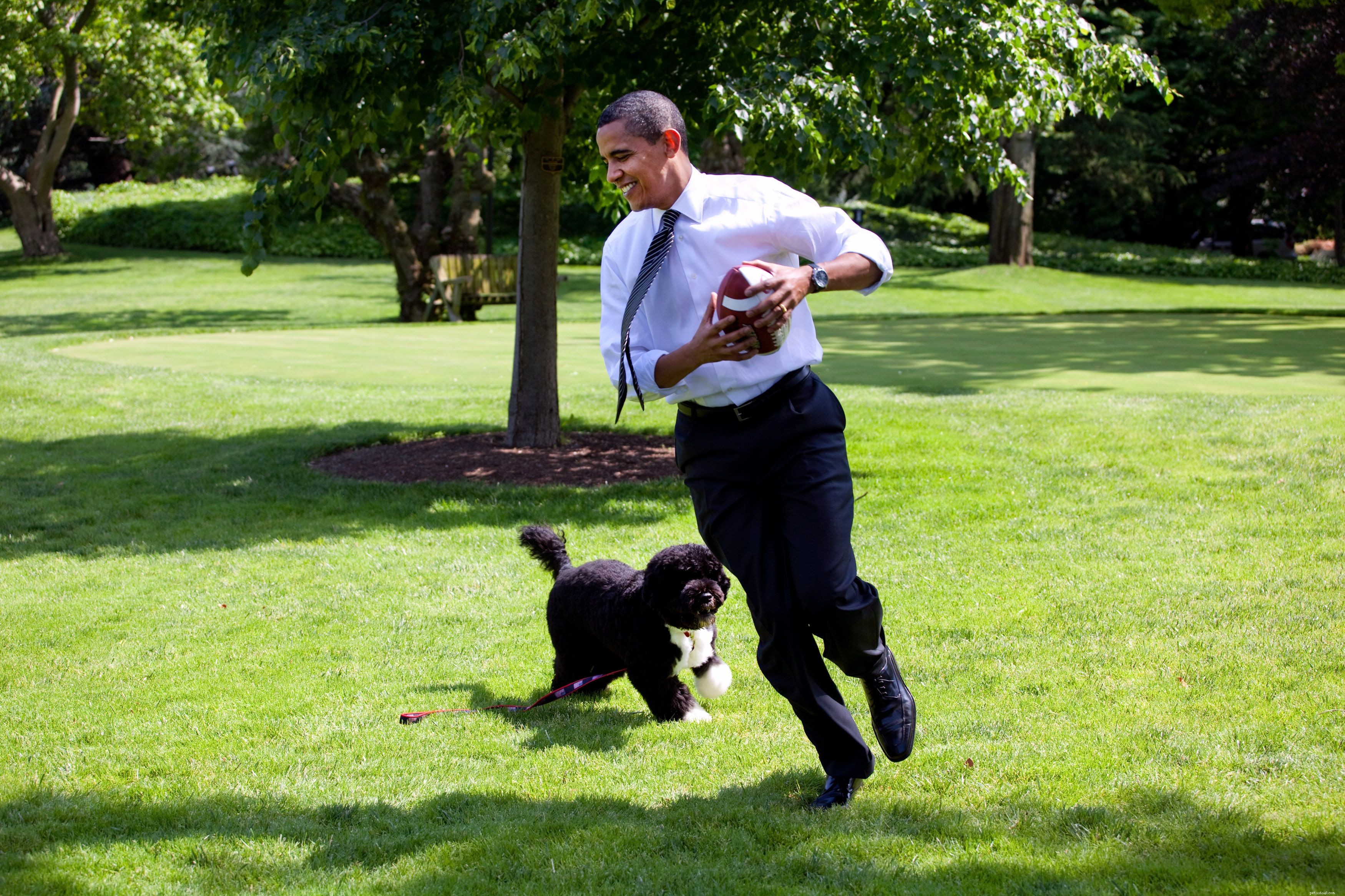 Portuguese Water Dog (Porties): Key Traits, Training & Care Guide