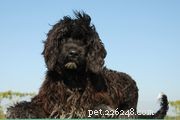 Portuguese Water Dog (Porties): Key Traits, Training & Care Guide