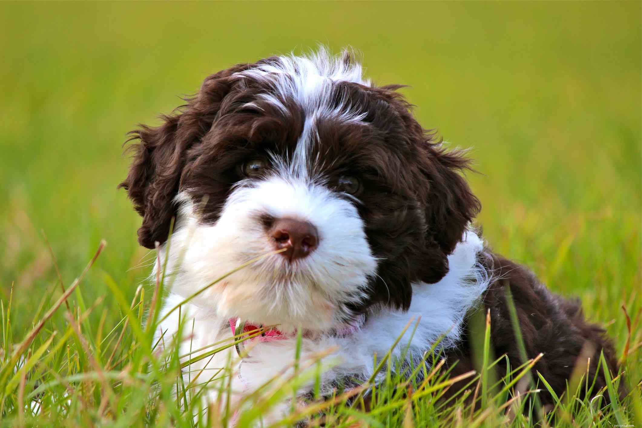 Portuguese Water Dog (Porties): Key Traits, Training & Care Guide