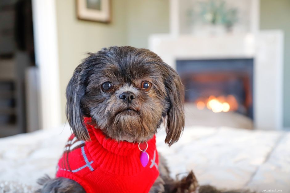 5 Chic Ways to Keep Your Dog Warm and Stylish This Winter