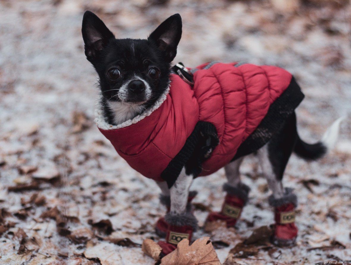 5 Chic Ways to Keep Your Dog Warm and Stylish This Winter