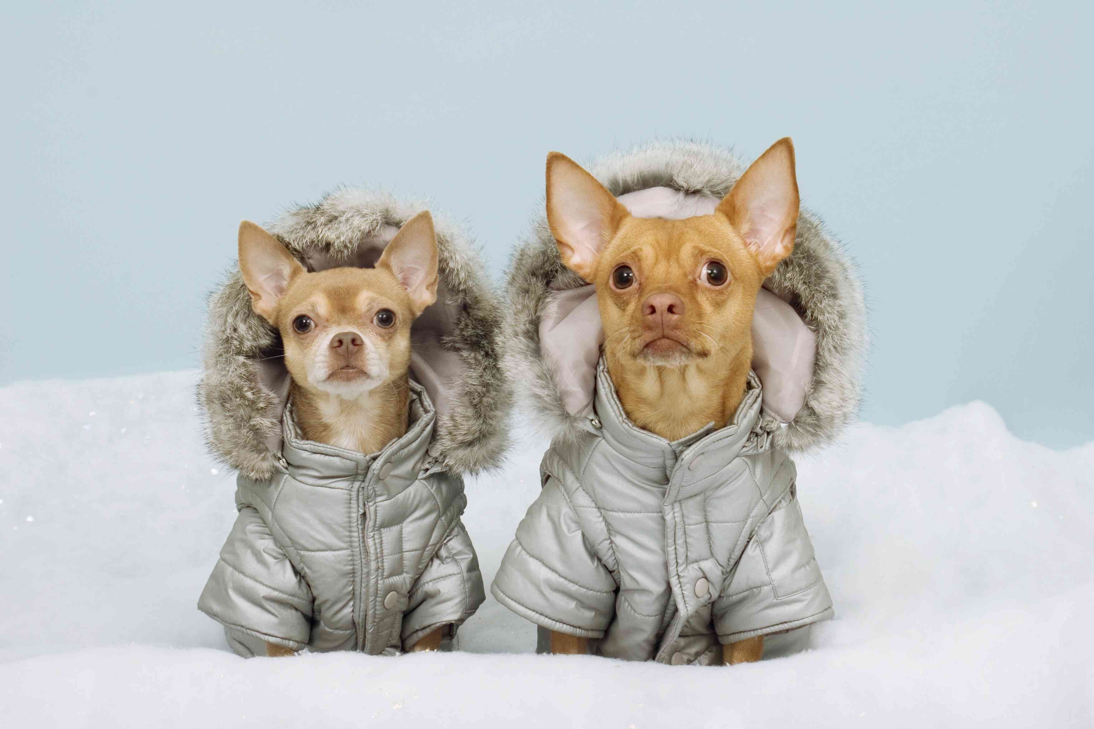 5 Chic Ways to Keep Your Dog Warm and Stylish This Winter
