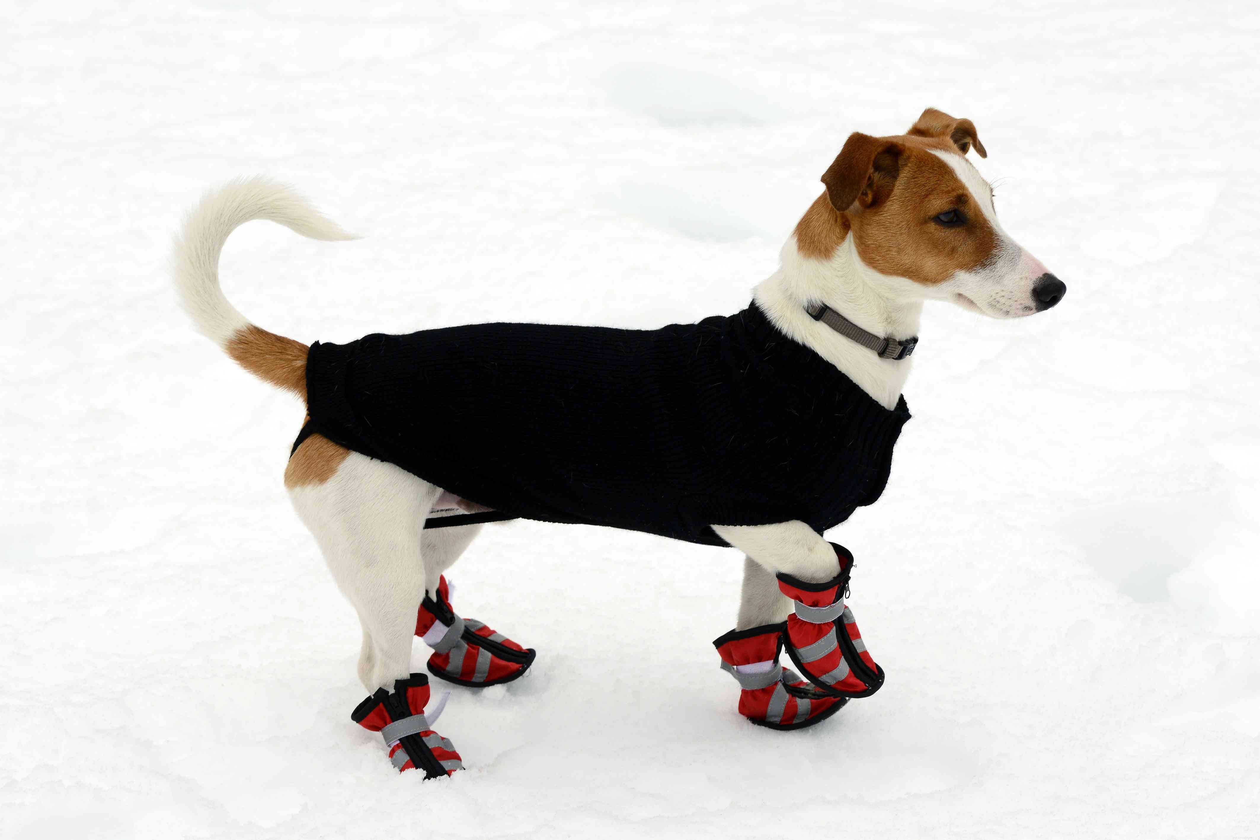 5 Chic Ways to Keep Your Dog Warm and Stylish This Winter