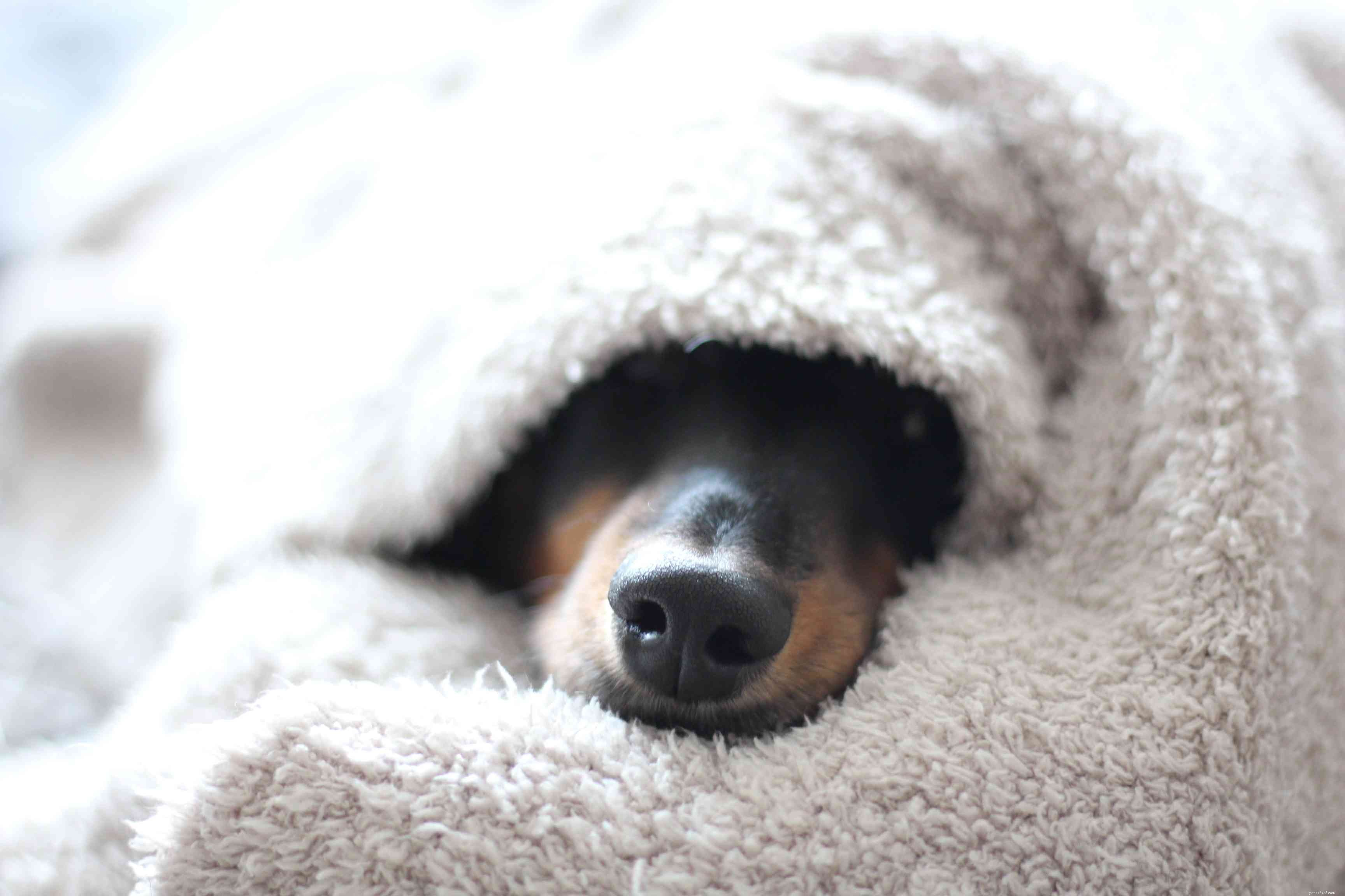 5 Chic Ways to Keep Your Dog Warm and Stylish This Winter