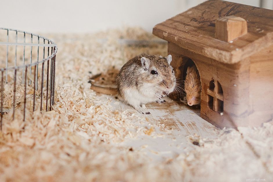 How to Keep Your Small Pet Safe and Warm in Cold Weather