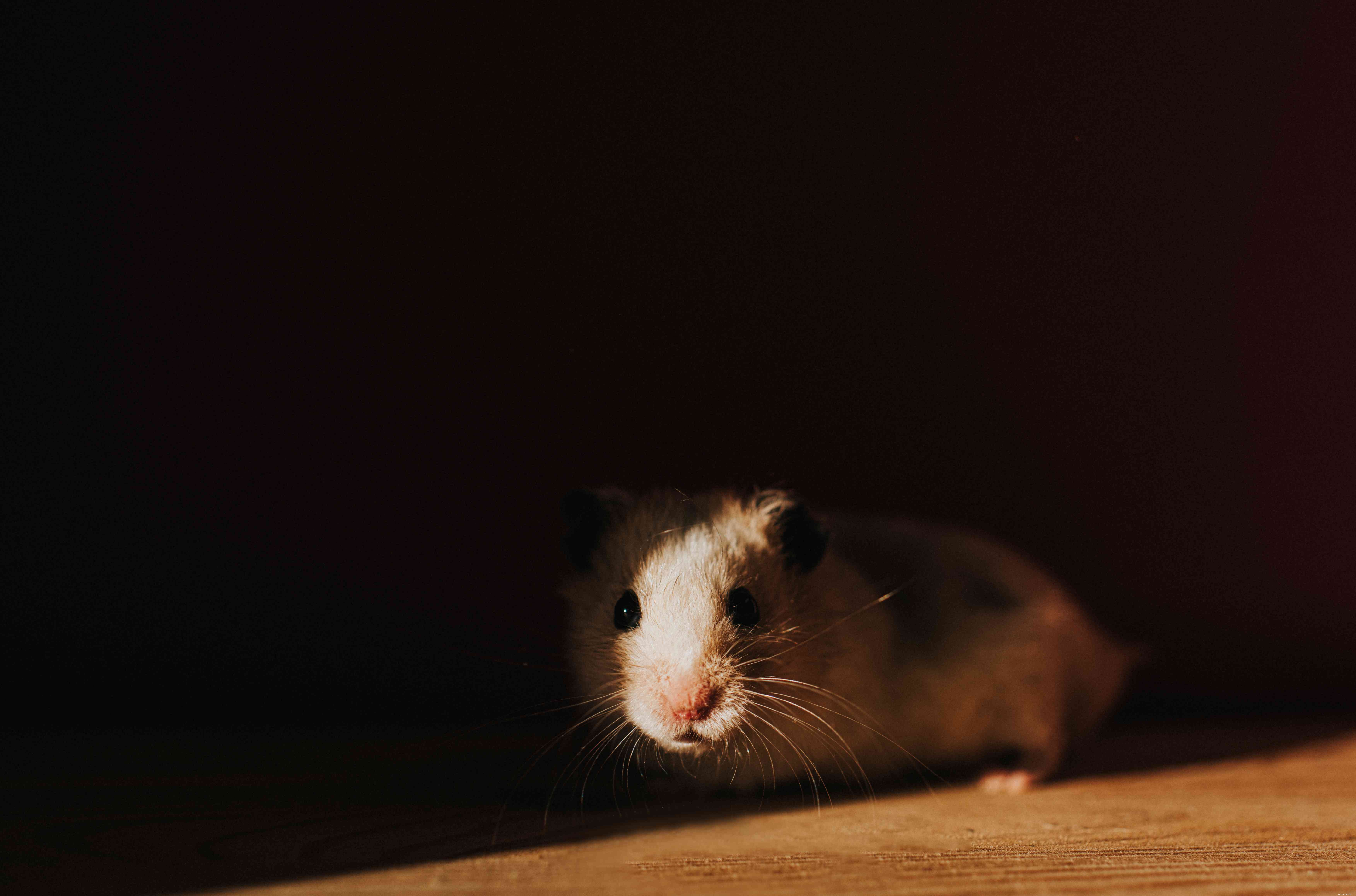 How to Keep Your Small Pet Safe and Warm in Cold Weather