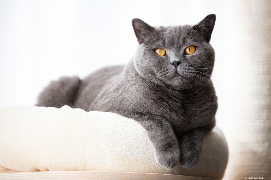British Shorthair Cat: Complete Breed Overview, Traits & Care Guide