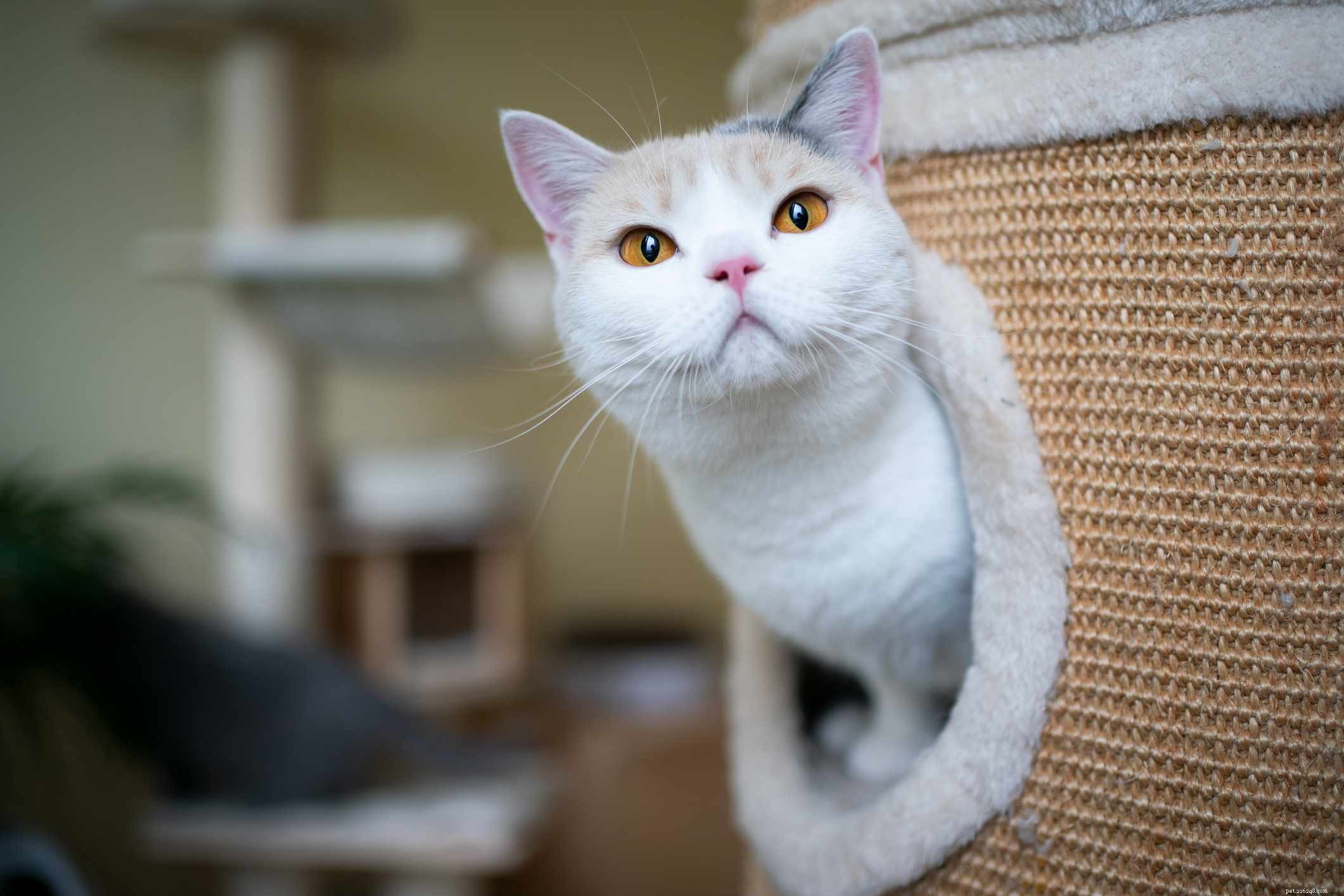British Shorthair Cat: Complete Breed Overview, Traits & Care Guide