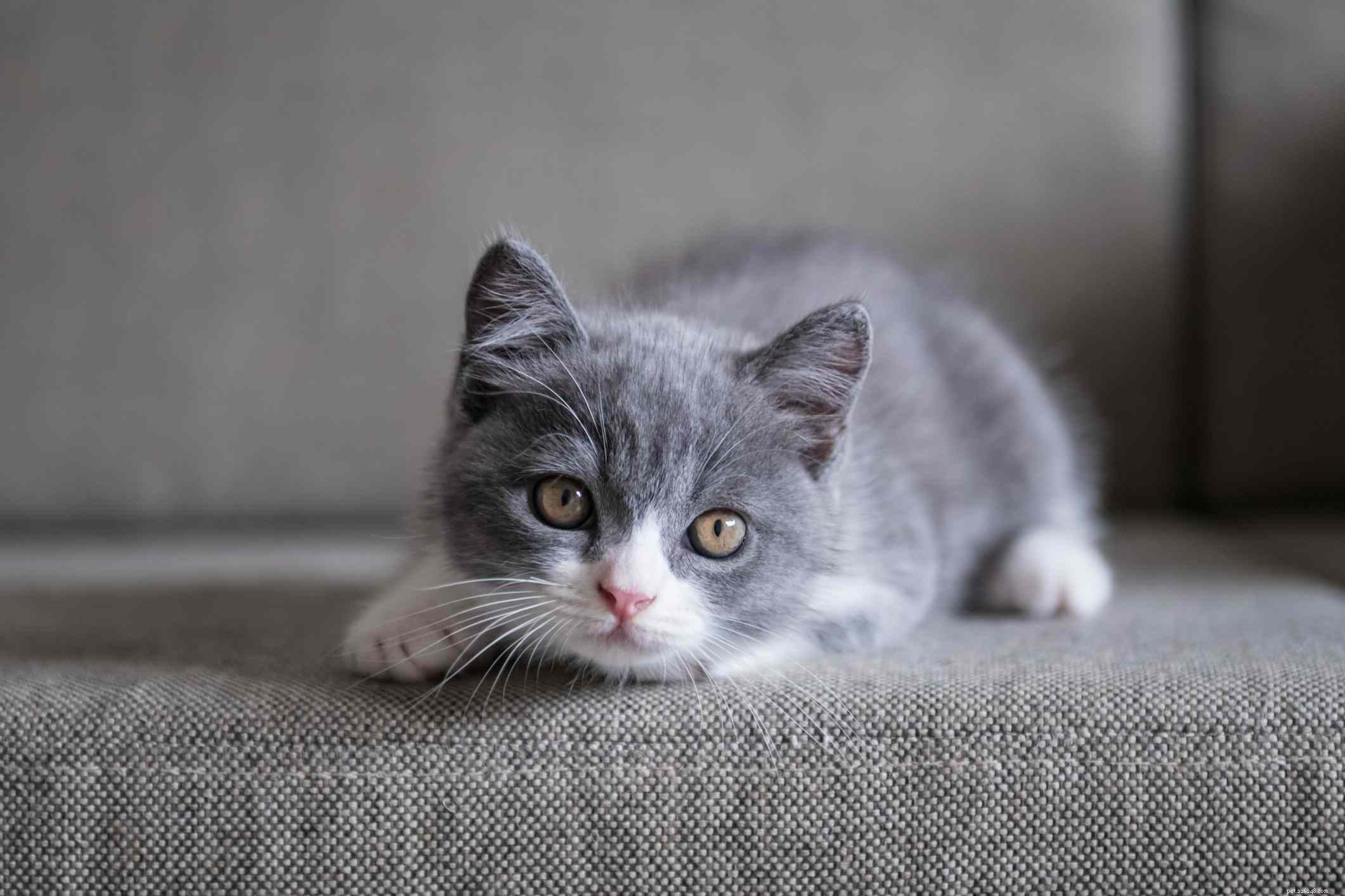 British Shorthair Cat: Complete Breed Overview, Traits & Care Guide