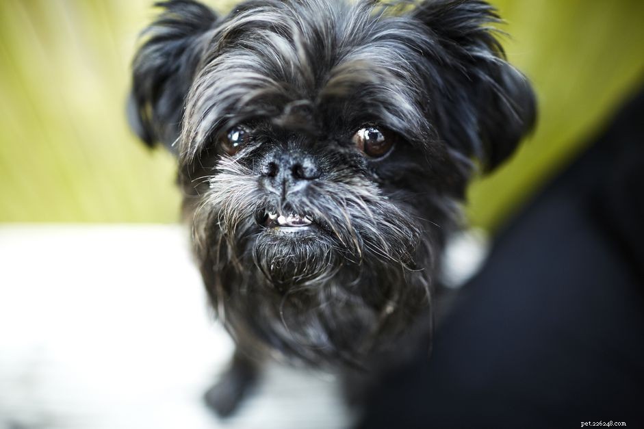 Brussels Griffon: Essential Traits, Care, and Training Guide