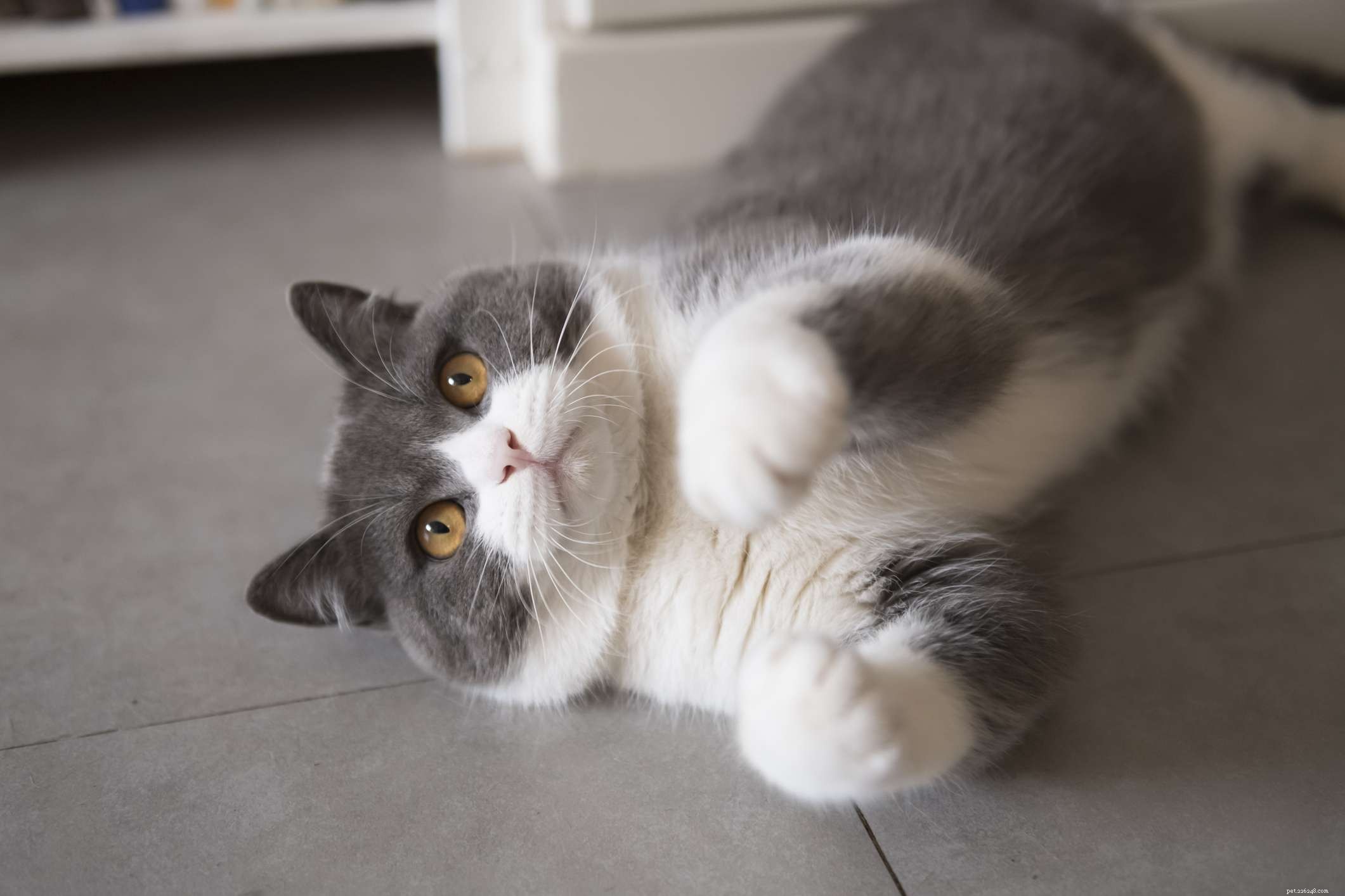 British Shorthair Cat: Complete Breed Overview, Traits & Care Guide