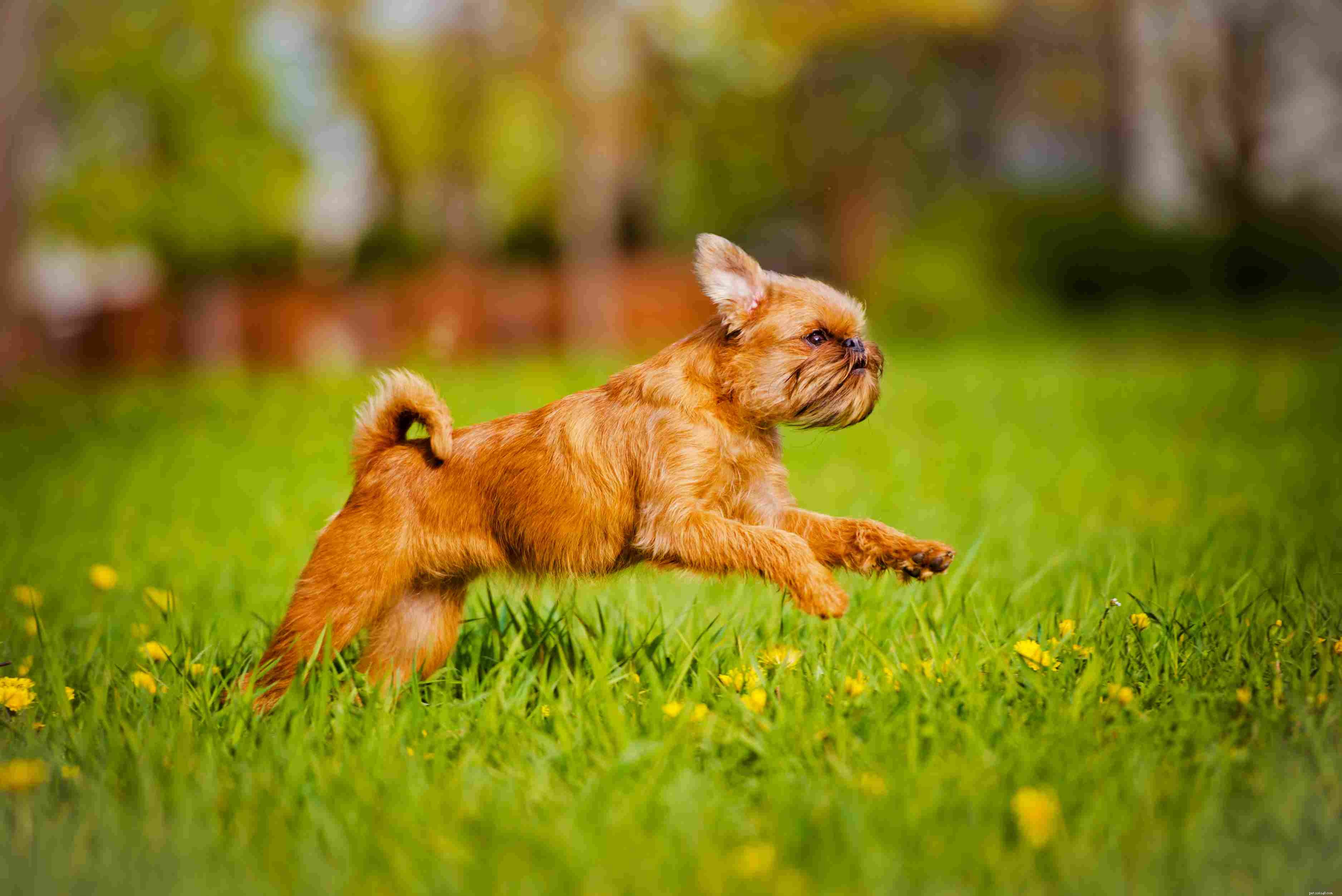 Brussels Griffon: Essential Traits, Care, and Training Guide