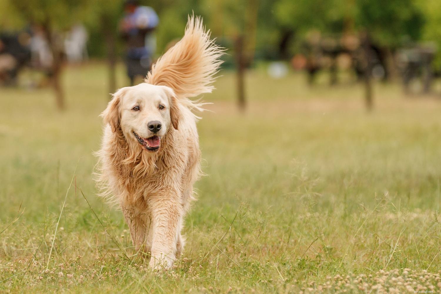 The Seven Core Dog Breed Groups Explained