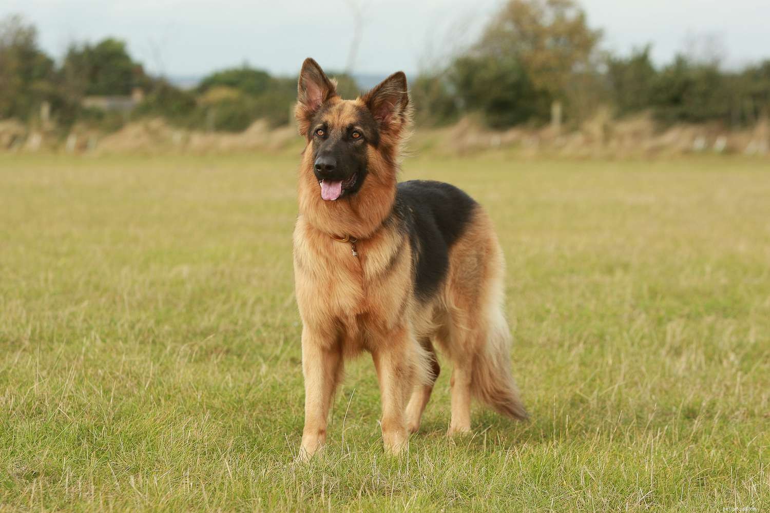 The Seven Core Dog Breed Groups Explained