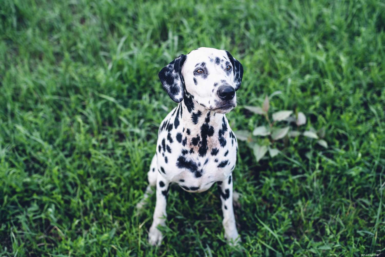 The Seven Core Dog Breed Groups Explained