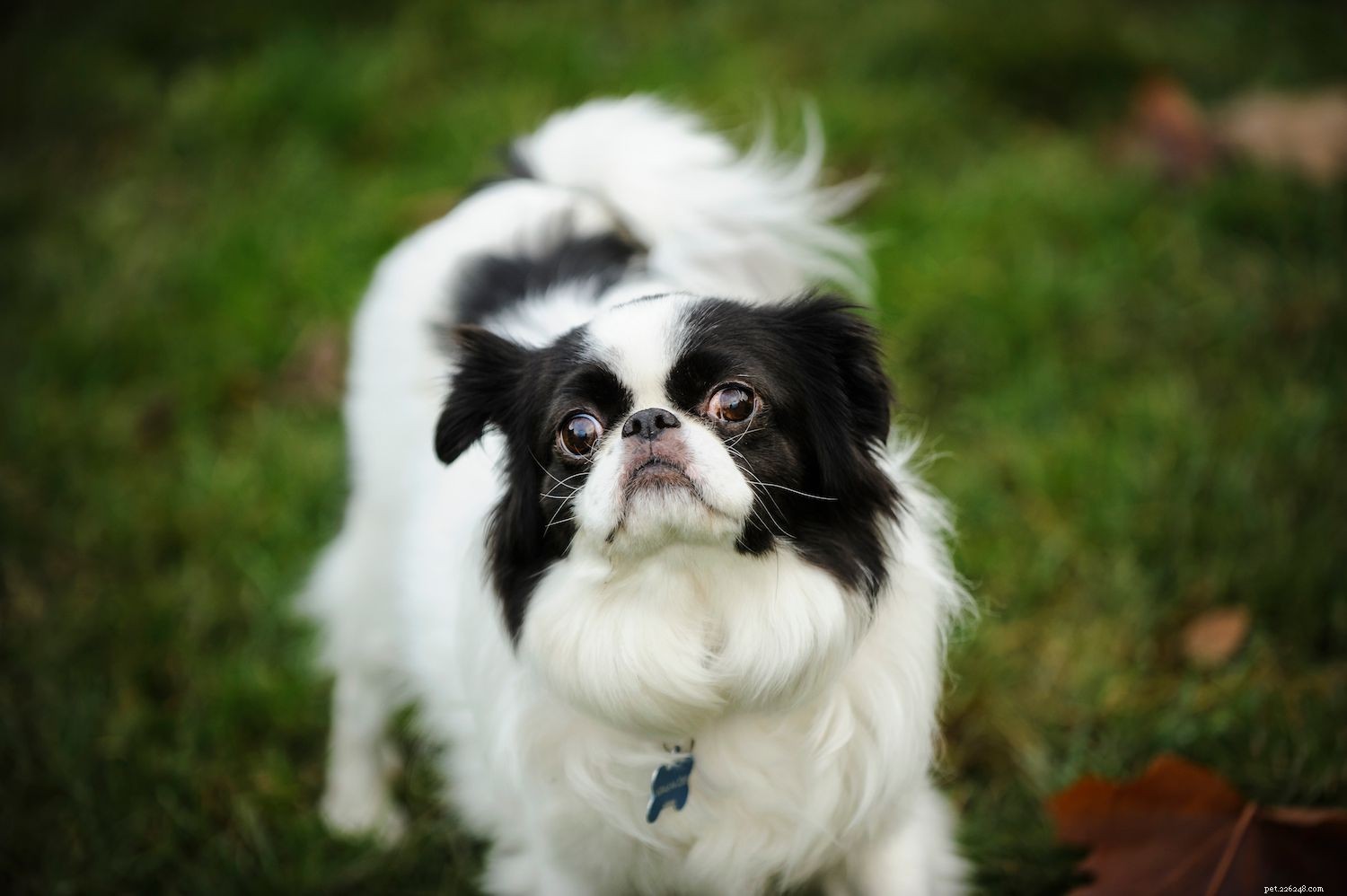 The Seven Core Dog Breed Groups Explained