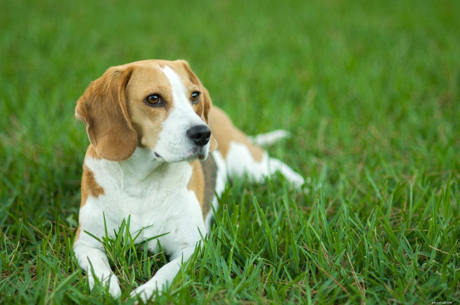 The Seven Core Dog Breed Groups Explained