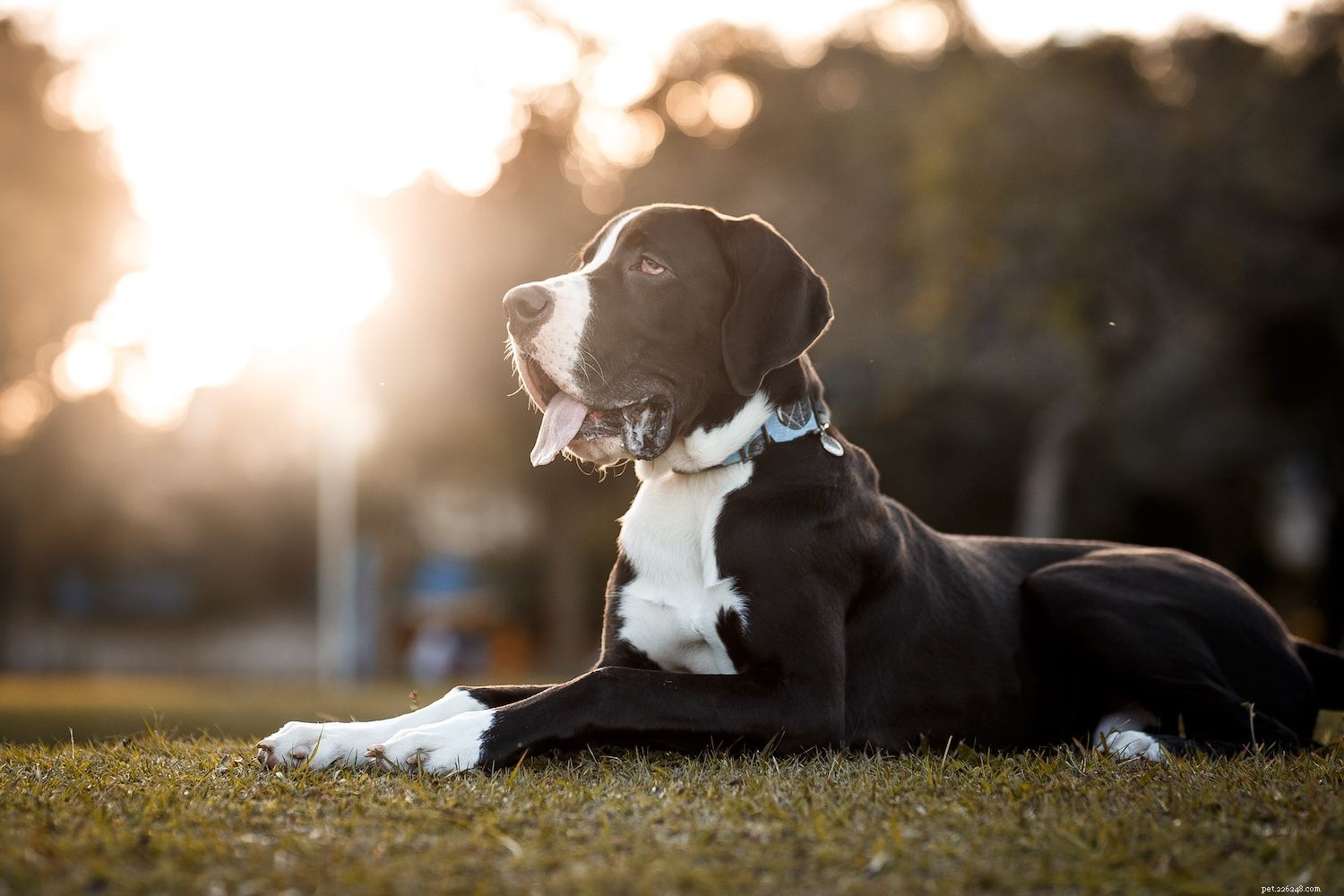 The Seven Core Dog Breed Groups Explained
