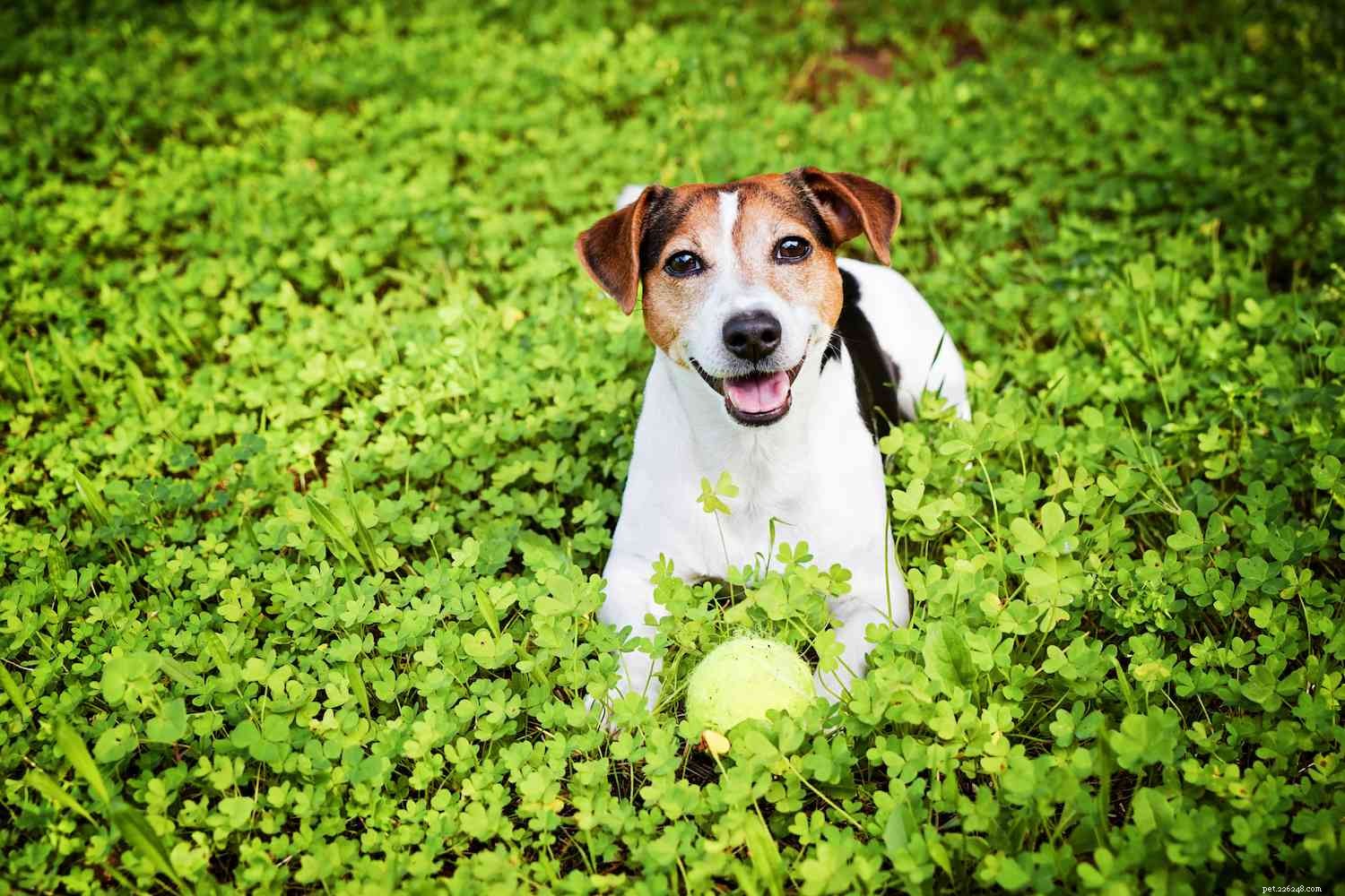 The Seven Core Dog Breed Groups Explained