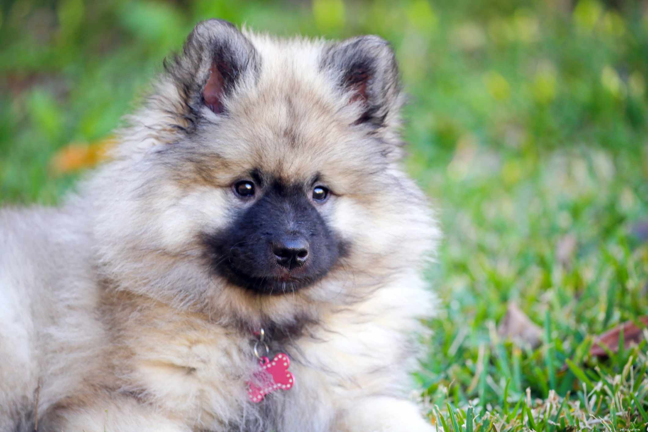 Keeshond Dog Breed: Traits, Care & Training Guide