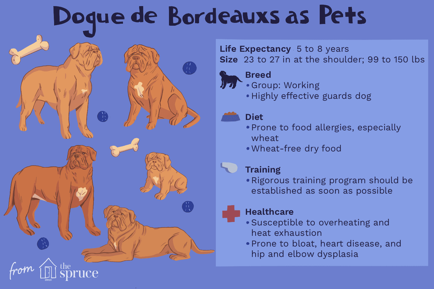 Dogue de Bordeaux (French Mastiff): Characteristics, Care, and Training Guide