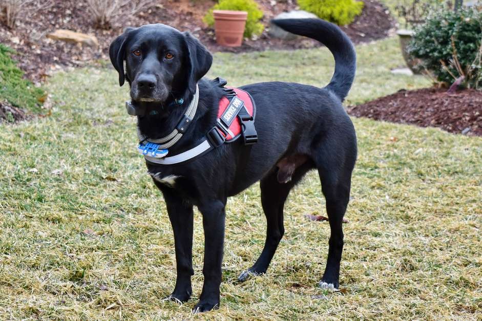 Adopting a Former Service Dog: A Compassionate Guide to a New Home
