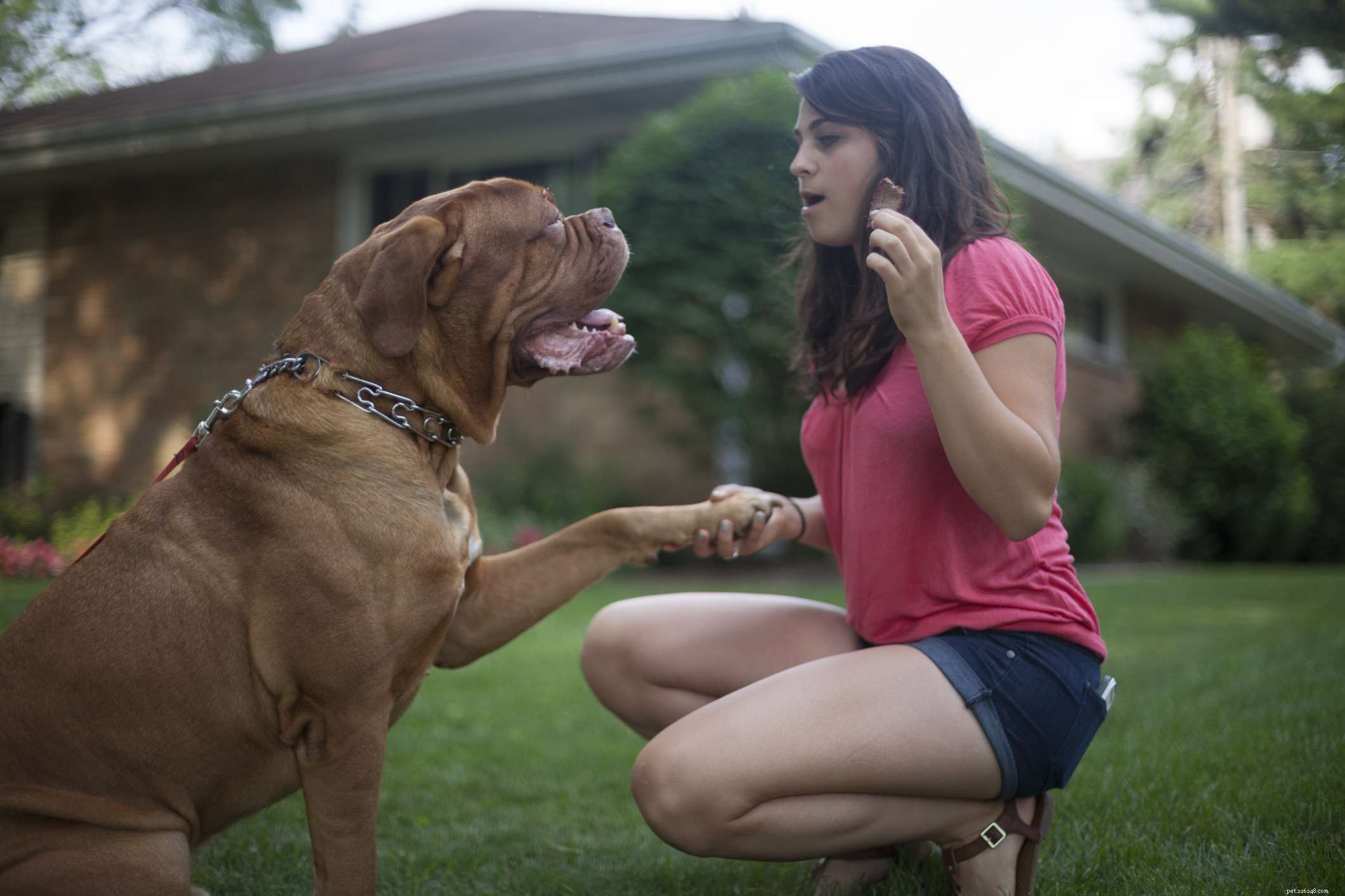 Dogue de Bordeaux (French Mastiff): Characteristics, Care, and Training Guide