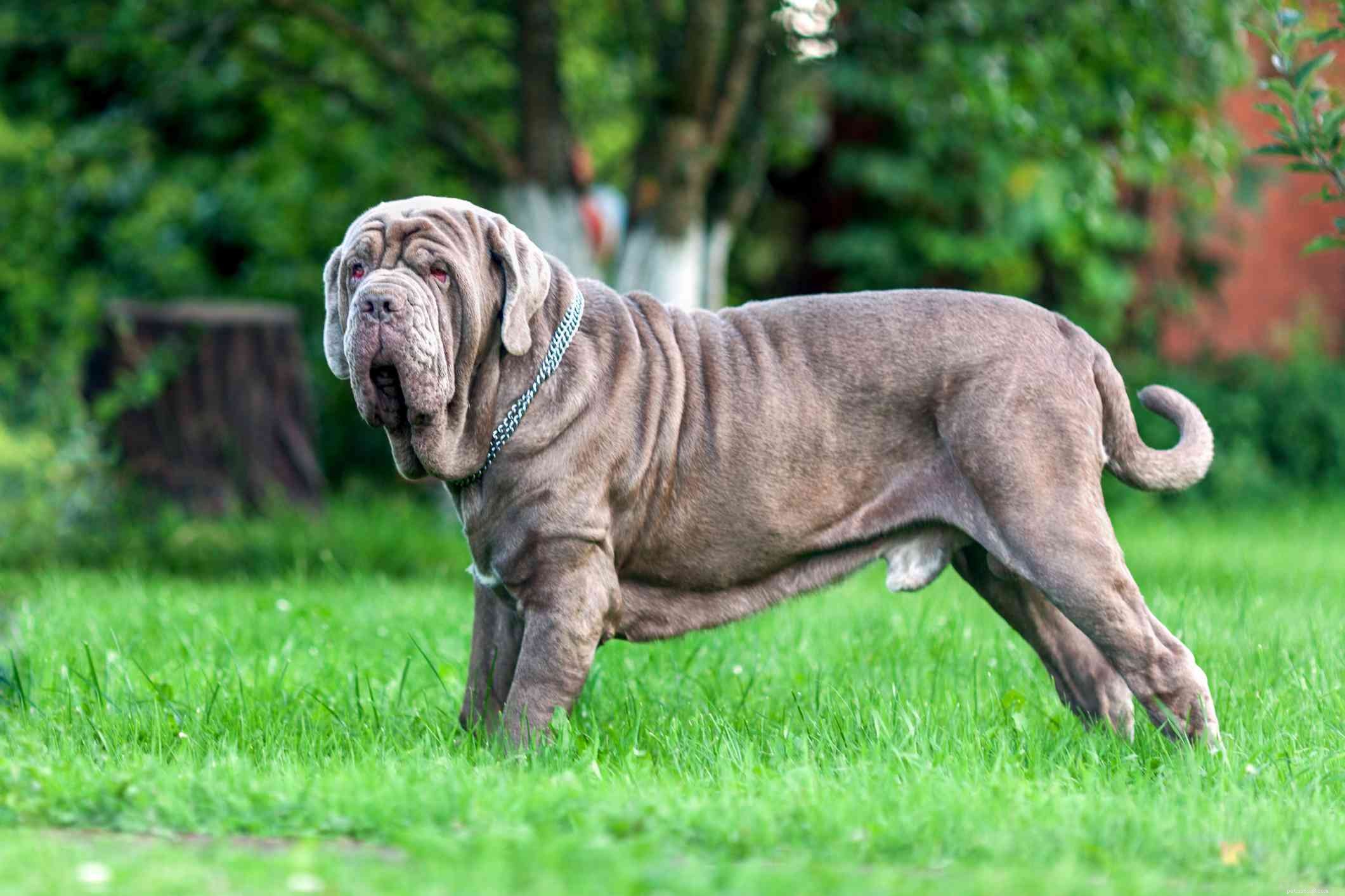 Neapolitan Mastiff: Profile, History, Care & Family Companion