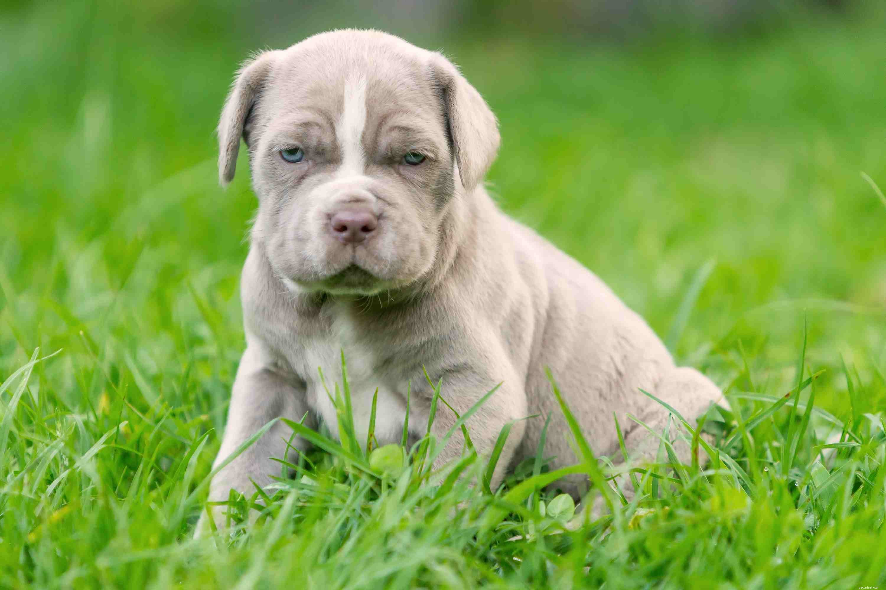 Neapolitan Mastiff: Profile, History, Care & Family Companion