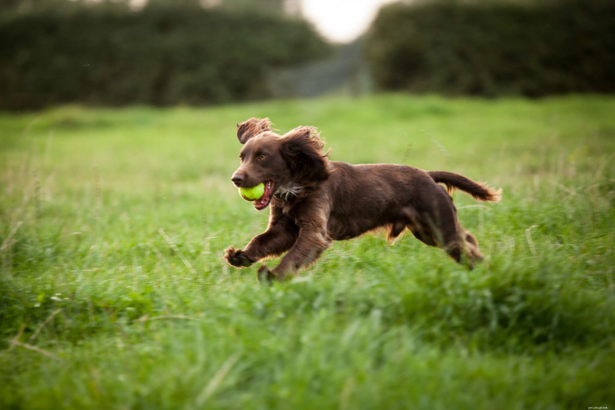 Boykin Spaniel: Characteristics, Care, and Training Guide