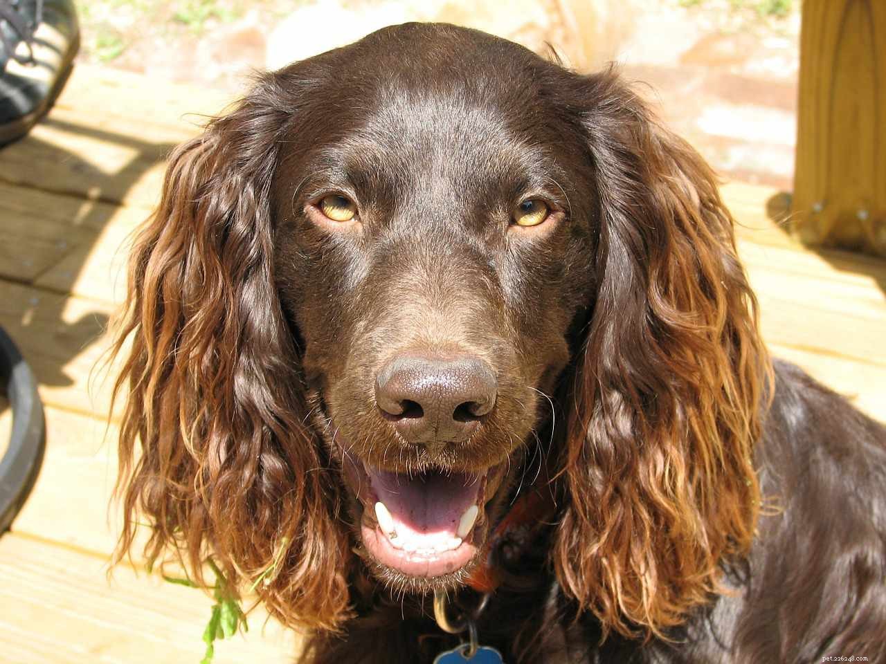Boykin Spaniel: Characteristics, Care, and Training Guide
