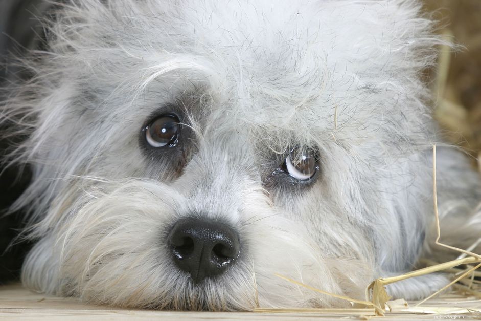 Dandie Dinmont Terrier: Traits, Training, and Care Guide