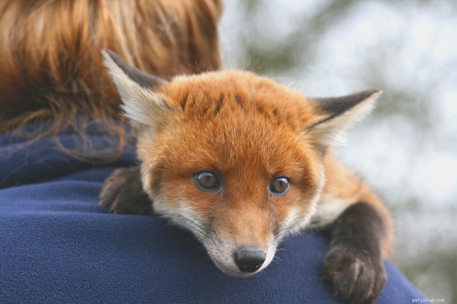 Essential Diet Guide for Pet Foxes: Balanced Nutrition Tips