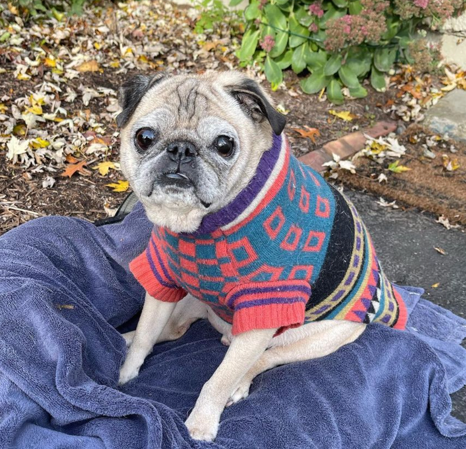 Why Online Pet Obsessions Matter: A Deep Dive into Digital Animal Appeal