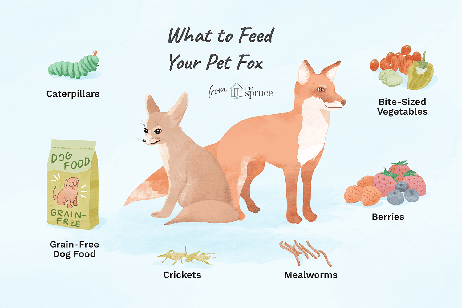 Essential Diet Guide for Pet Foxes: Balanced Nutrition Tips