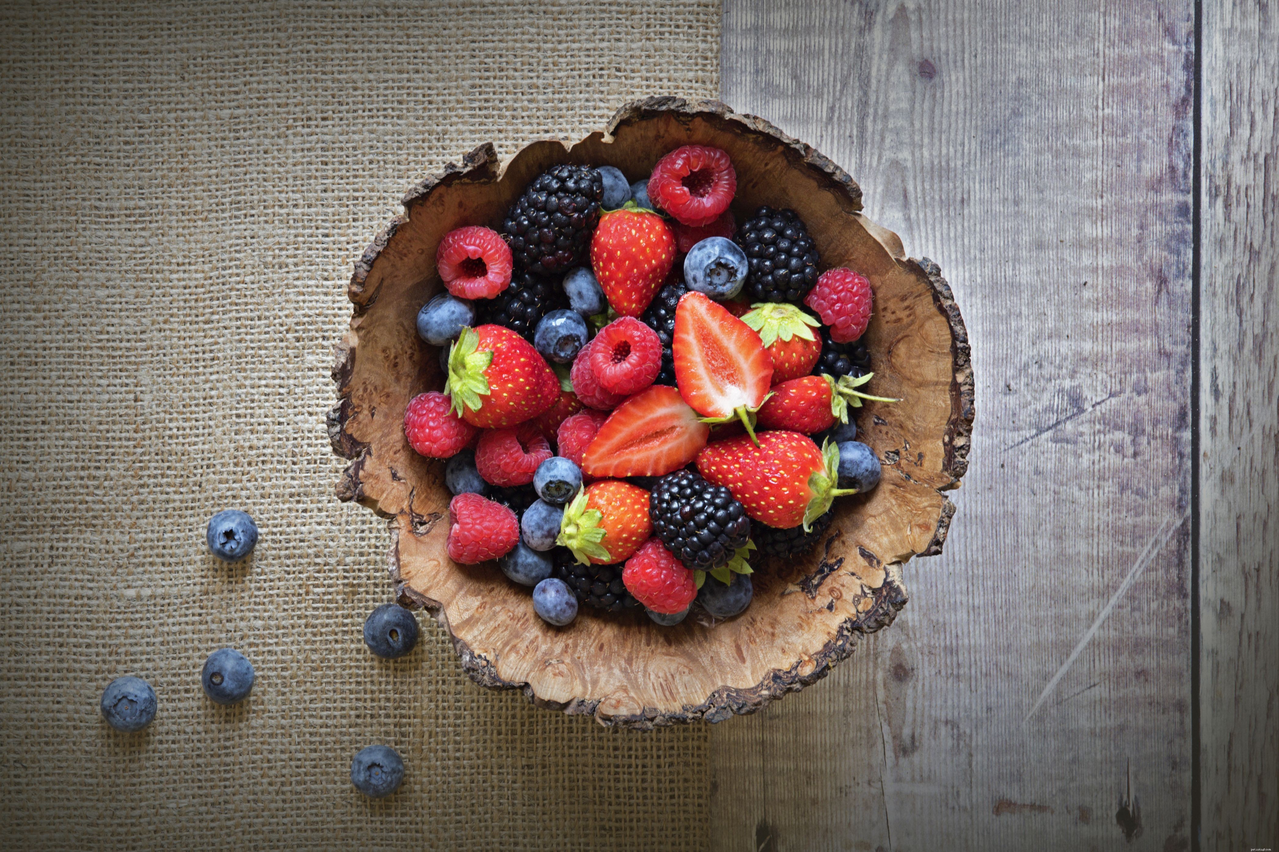 Essential Diet Guide for Pet Foxes: Balanced Nutrition Tips