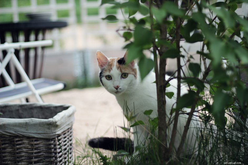 10 Proven Strategies to Locate a Missing Cat Quickly