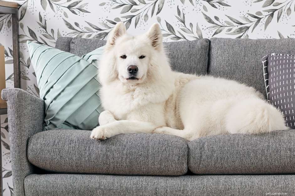 Is It OK for Dogs to Sit on Furniture? A Practical Guide for Pet Owners