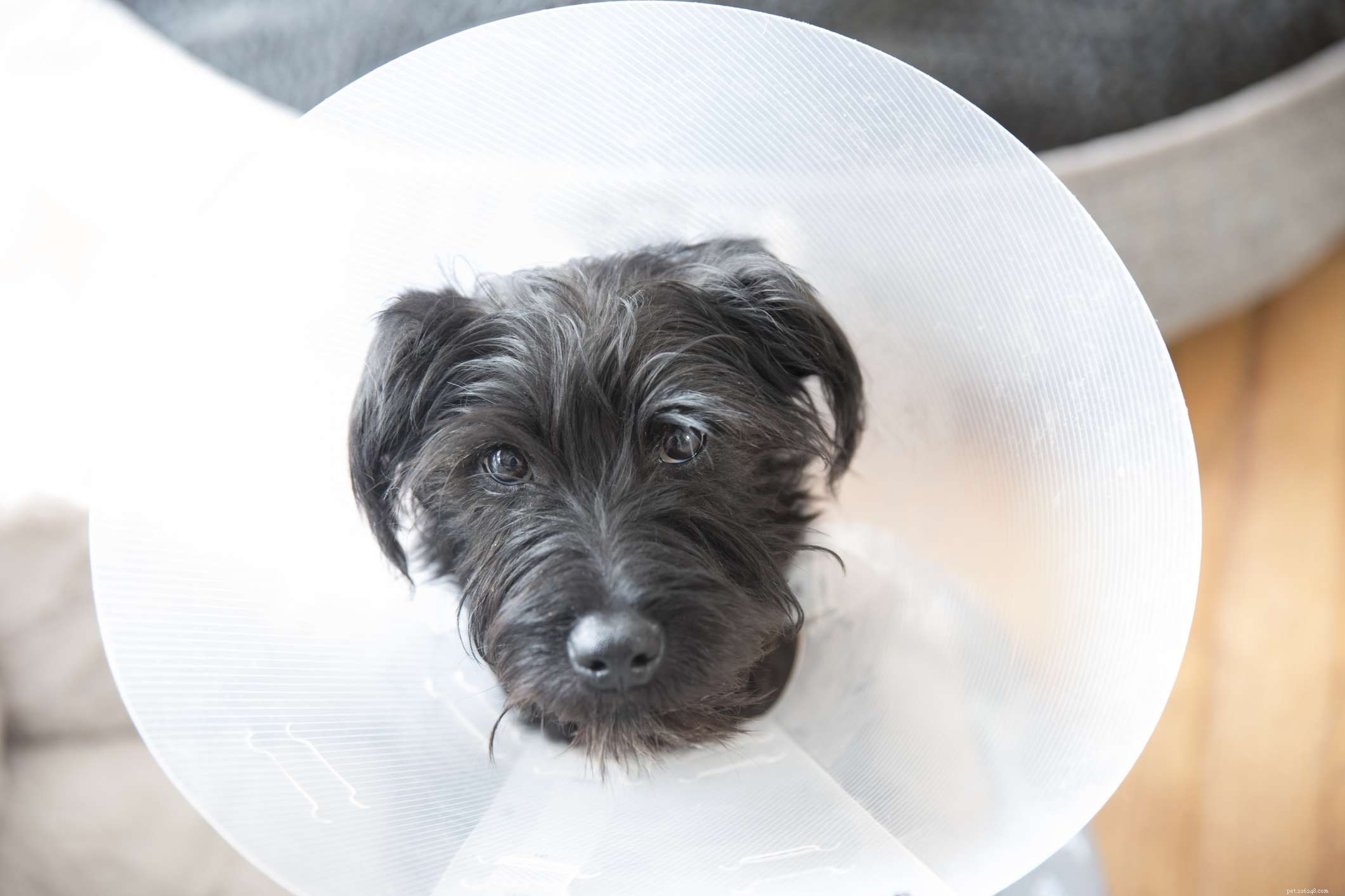 Cryptorchidism in Dogs: Why Neutering Matters for Health