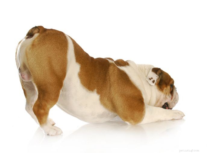 Cryptorchidism in Dogs: Why Neutering Matters for Health