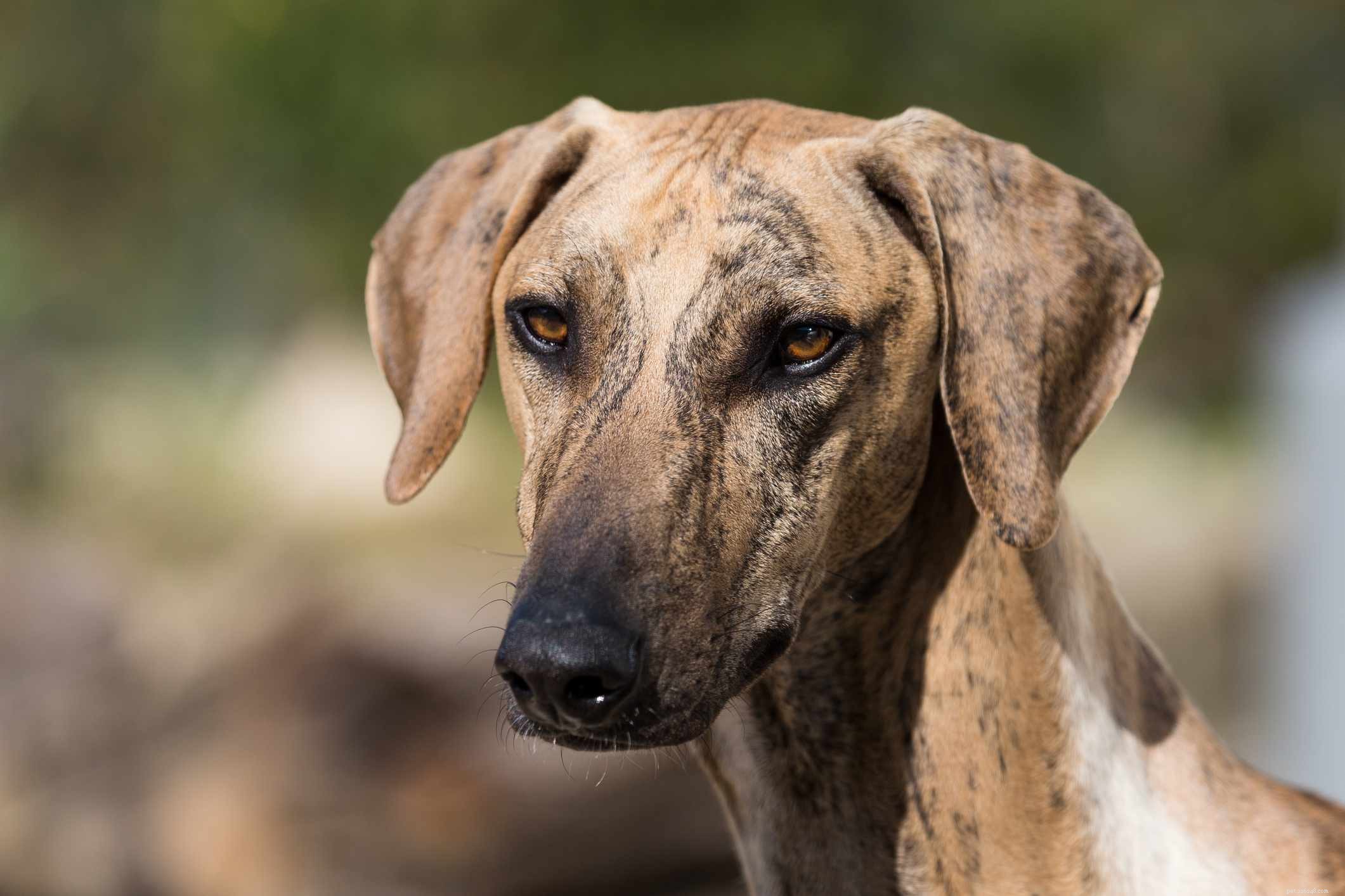 Azawakh Dog Breed: Traits, Care, and Training Guide