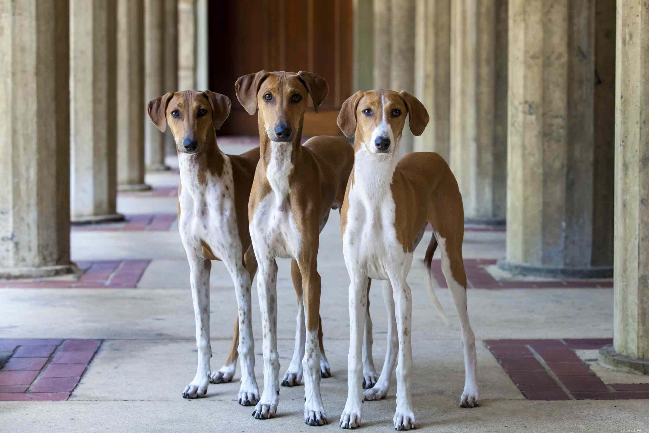 Azawakh Dog Breed: Traits, Care, and Training Guide