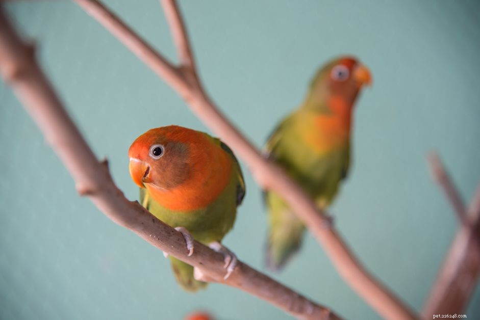 Comprehensive Lovebird Profile: Origins, Care & Colorful Traits
