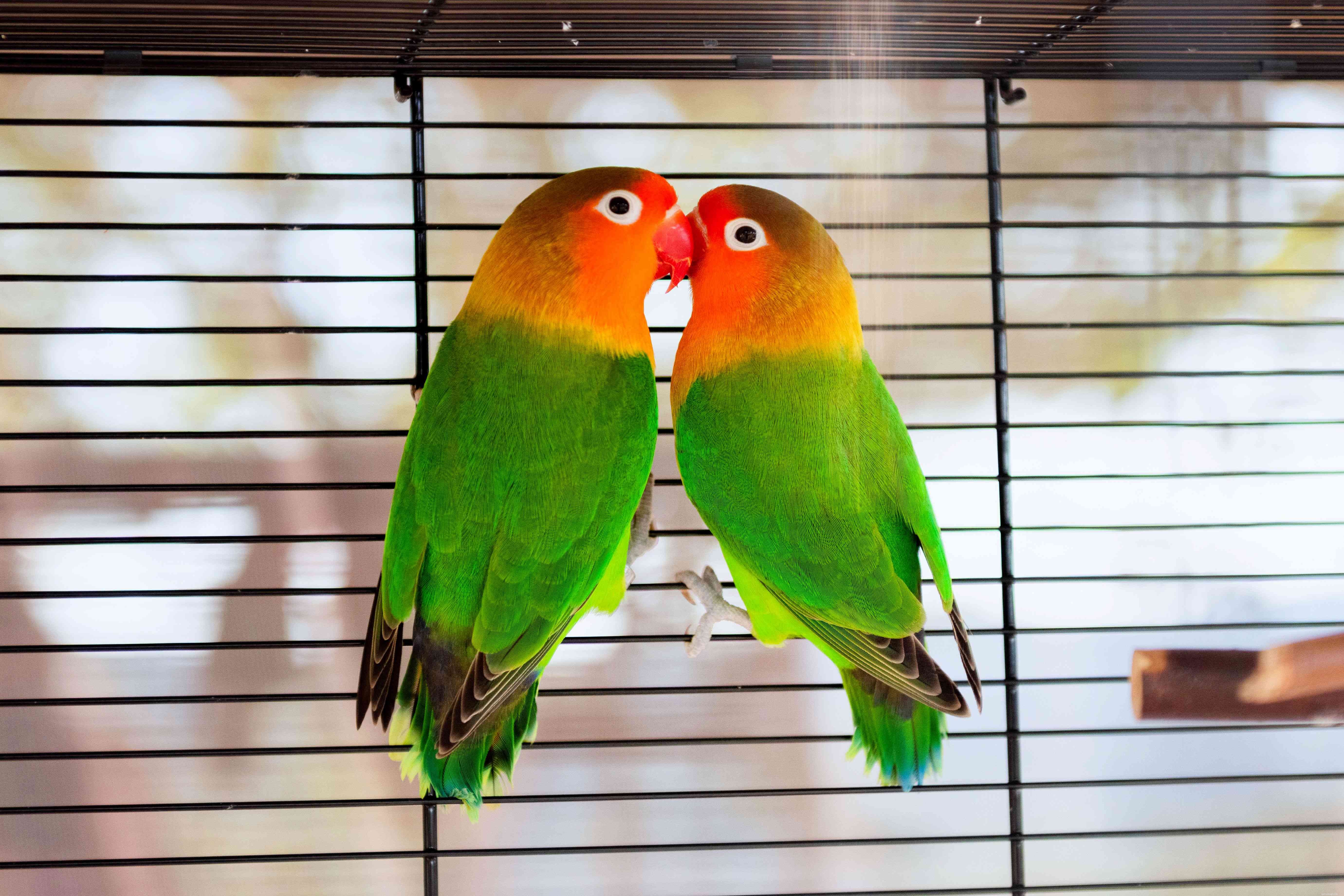 Comprehensive Lovebird Profile: Origins, Care & Colorful Traits