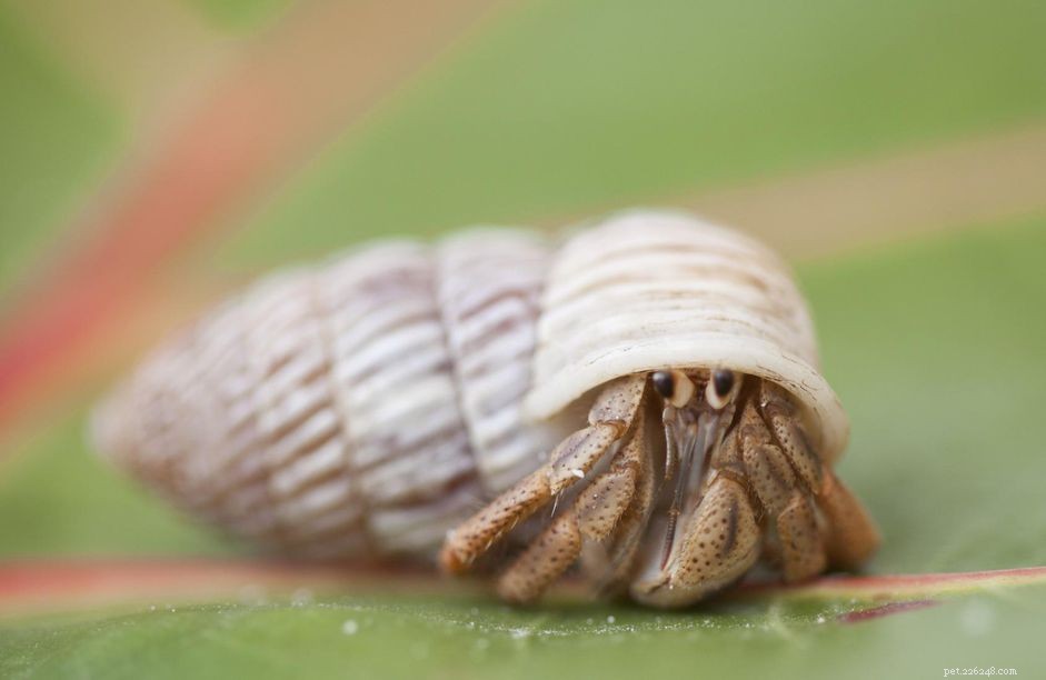 How to Properly Feed Hermit Crabs: A Comprehensive Guide